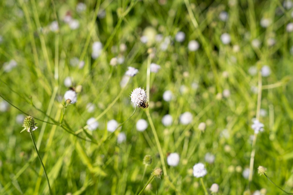 succisella inflexa 'frosted pearls' live 20250819 2927
