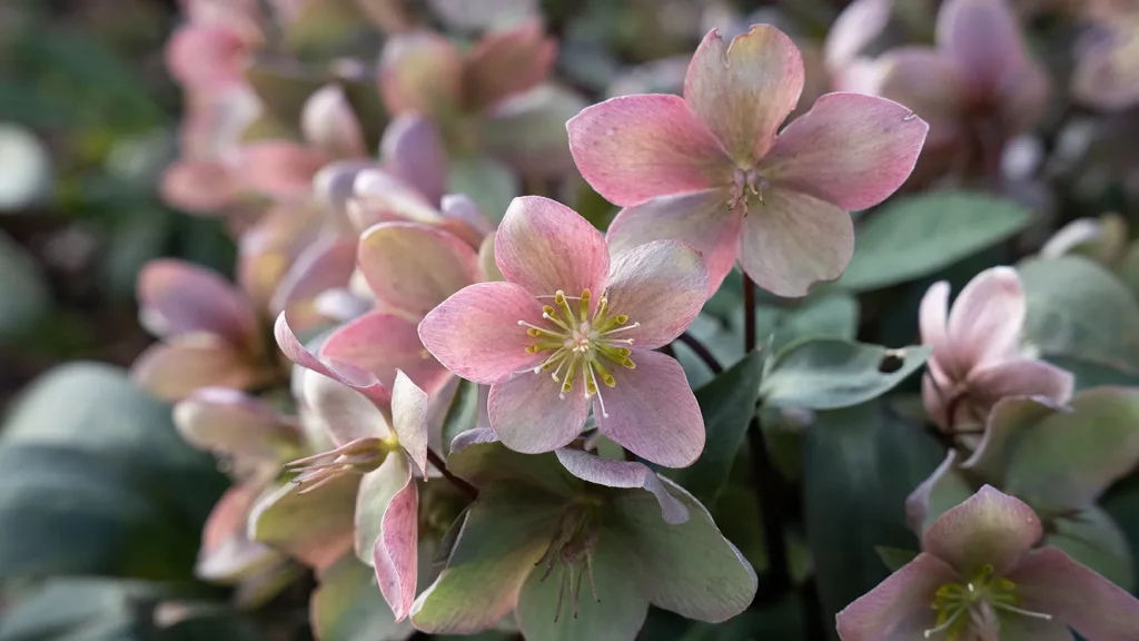 helleborus x ericsmithii viv 'valeria' live 20260202 4029