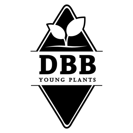 logo dbb webp kopie