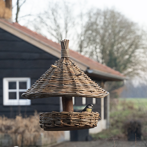 pimpelmees live 20260120 4022