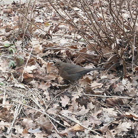 plants for life blog 1 merel