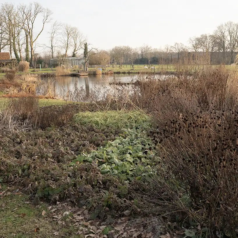 plants for life blog1 wintersilhouetten