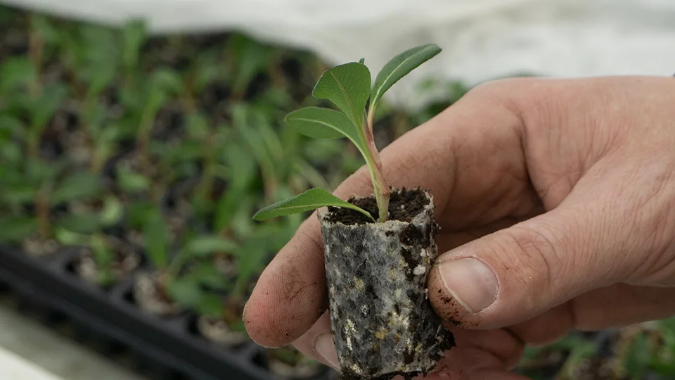 plants for life home onze werkwijze kopie