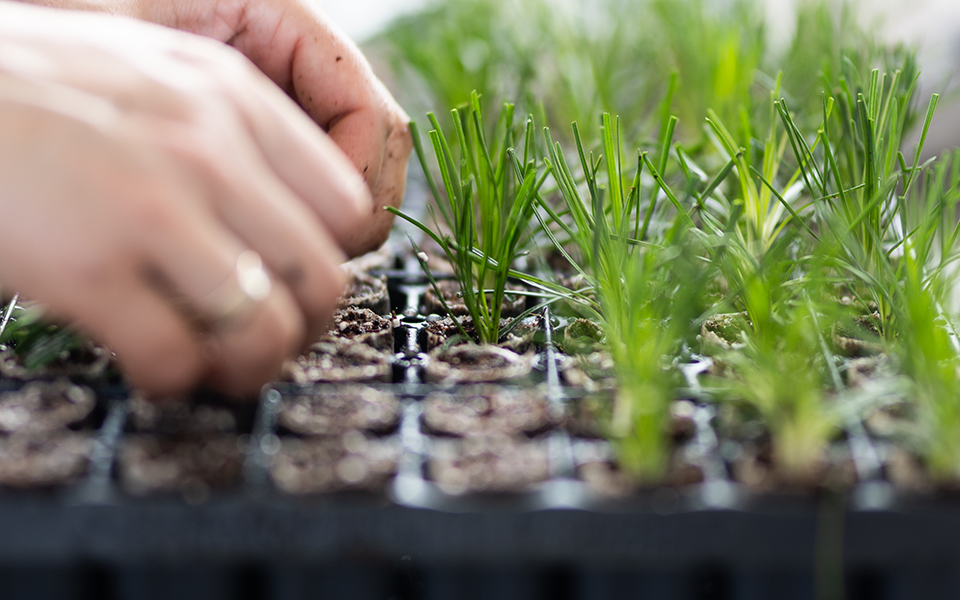 plants for life onze leveranciers dbb3