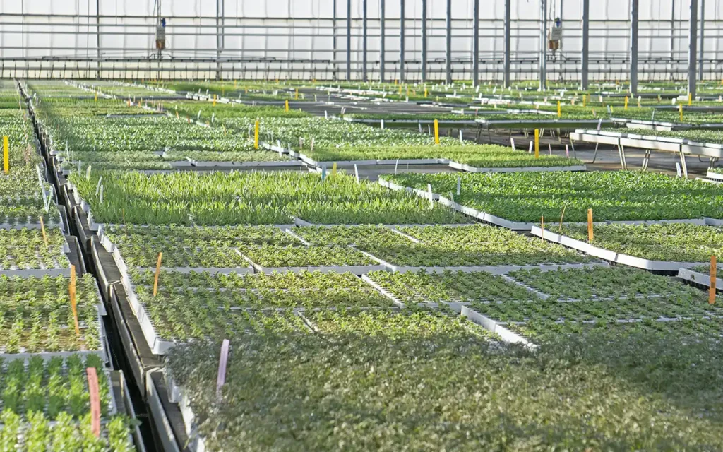 plants for life onze leveranciers de peelkant