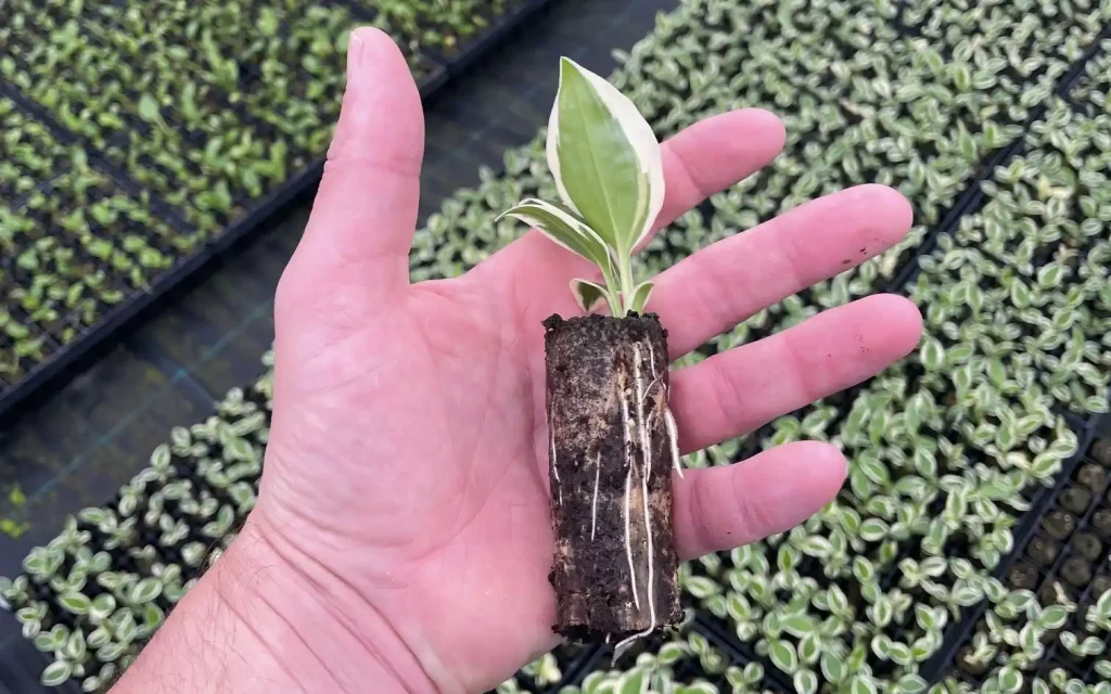 plants for life onze leveranciers heemskerk hosta plug