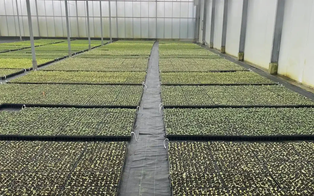 plants for life onze leveranciers heemskerk hosta kas