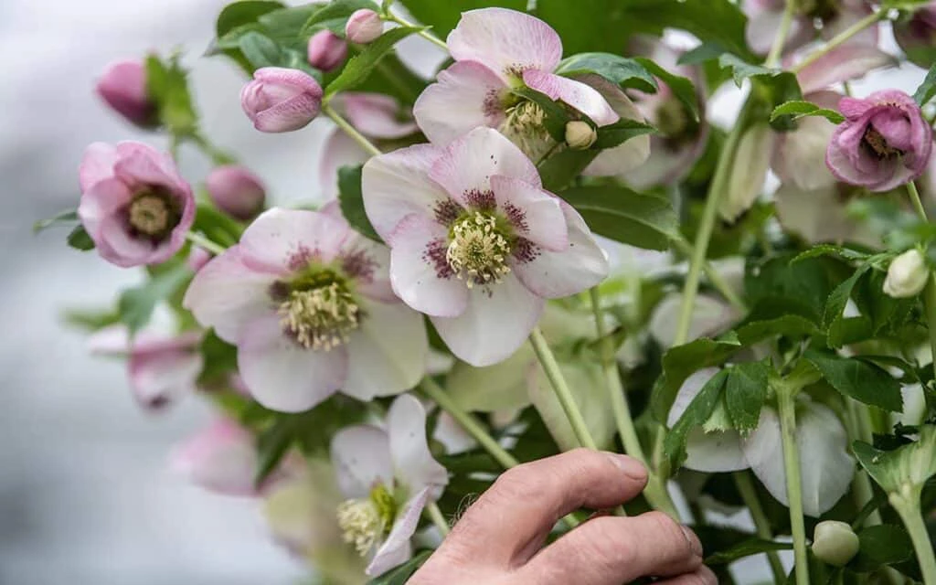 plants for life onze leveranciers helleborus1