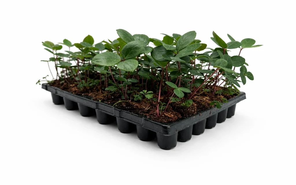 plants for life onze leveranciers helleborus3