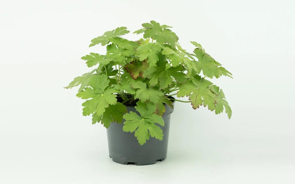 plants for life onze leveranciers tuinplan geranium macrorrhizum 'bevan's variety'