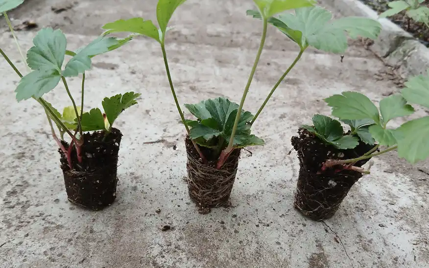 plants for life onze leveranciers tuinplan waldsteinia stek