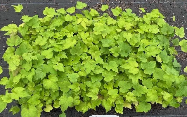 plants for life onze leveranciers van der lans anemone hyb. 'honorine jobert'