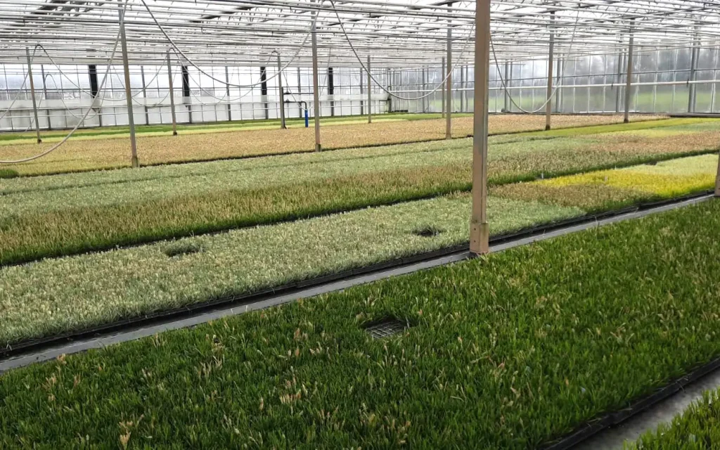 plants for life onze leveranciers vermeersch kas