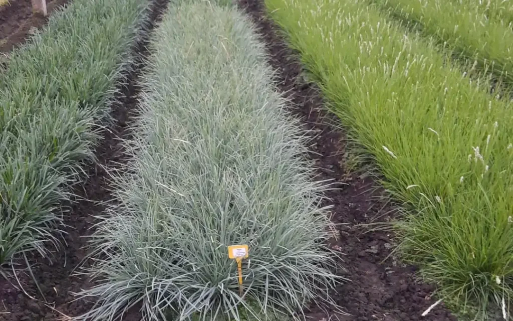 plants for life onze leveranciers vermeersch moederstock