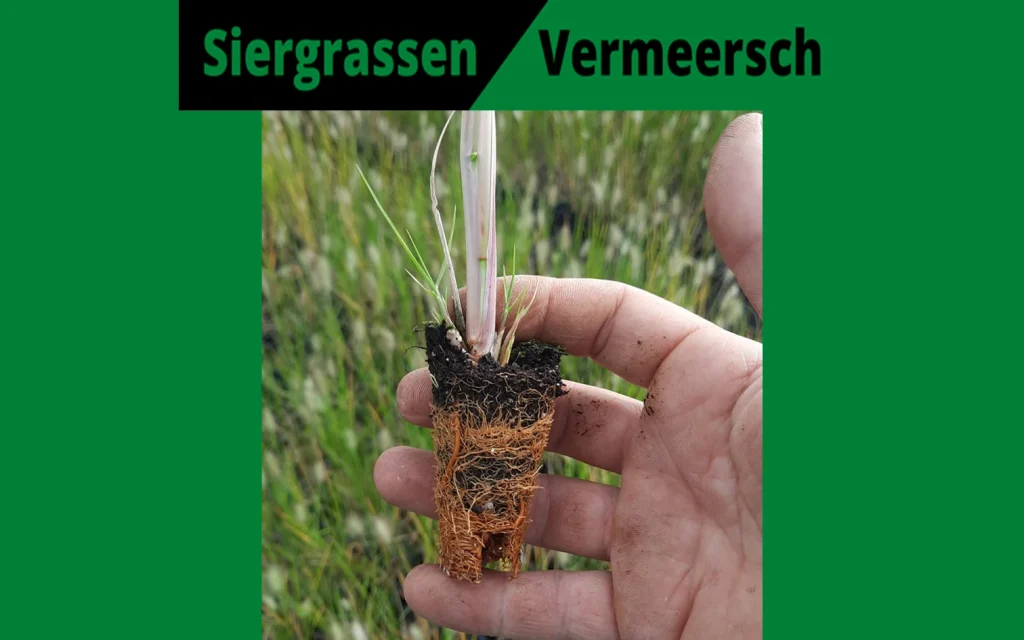 plants for life onze leveranciers vermeersch plug pennisetum