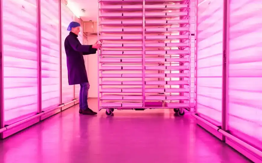 plants for life onze leveranciers vitroplus ledverlichting