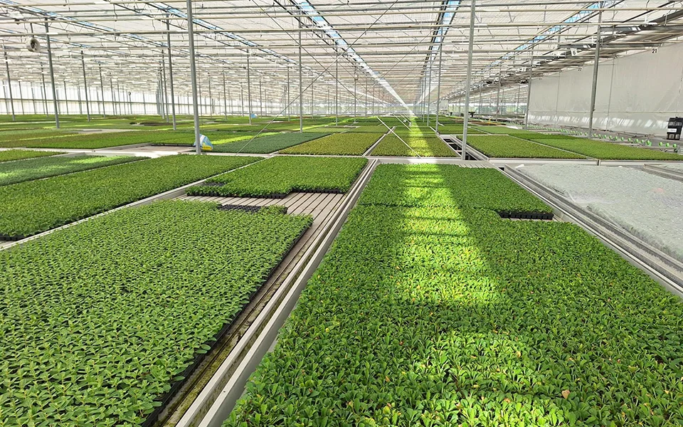 plants for life onze leveraniers dbb2