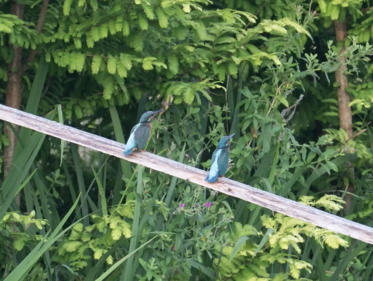 Paartje ijsvogels bij vijver