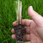 t112 calamagrostis 'waldenbuch'