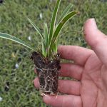 t112 carex 'goldband'