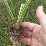 t112 carex 'ice dance'