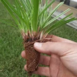 Carex dolichostachya 'Silver Sceptre' T112