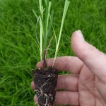 t112 carex lenta 'osaka'