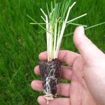 t112 deschampsia 'bronzeschleier'