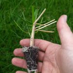 t112 deschampsia 'goldschleier'