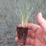 t112 festuca 'elijah blue'