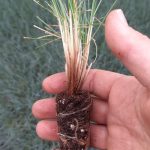 t112 festuca 'intense blue'