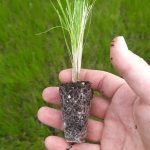 t112 festuca 'walberla'