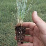 t112 festuca 'zwergenkönig'