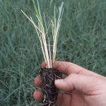 t112 helictotrichon sempervirens