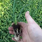 Liriope muscari 'Monroe White' T112