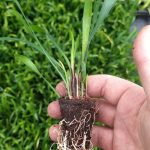 t112 liriope 'wildform'