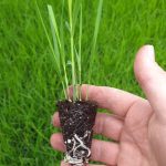 t112 molinia 'heidebraut'