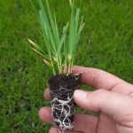 t112 molinia 'heidezwerg'