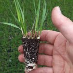 t112 molinia 'moorhexe'