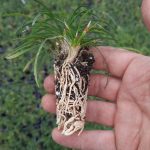 t112 ophiopogon 'minor'