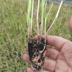 t112 panicum 'oxblood autumn'pbr