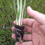 t112 pennisetum 'red bunnytails'