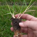 t112 sesleria 'greenlee's hybrid'