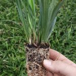t45 liriope 'ingwersen'