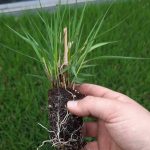 t45 molinia 'heidebraut'