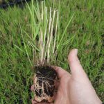 t45 panicum 'oxblood autumn'pbr