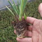 t66 carex 'ice dance'
