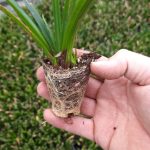 t66 carex 'irish green'