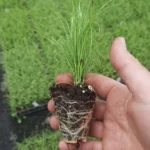 t66 carex comans 'frosted curls' kopie