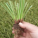 Carex foliossissima 'Goldband' T66